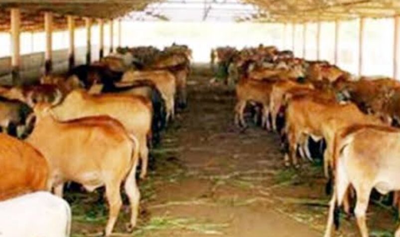 यूपी की सभी गोशालाओं में गोपाल वन स्थापित करेगी योगी सरकार